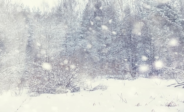 Winterwaldlandschaft. Hohe Bäume unter Schneedecke. Januar frostiger Tag im Park.