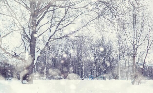 Winterwaldlandschaft. Hohe Bäume unter Schneedecke. Januar frostiger Tag im Park.