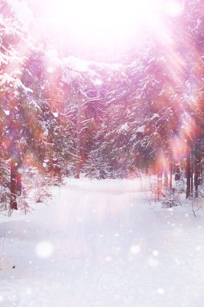 Winterwaldlandschaft. Hohe Bäume unter Schneedecke. Januar frostiger Tag im Park.