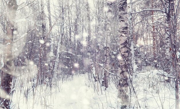 Winterwaldlandschaft. Hohe Bäume unter Schneedecke. Januar frostiger Tag im Park.