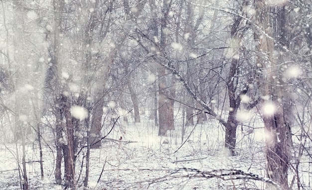 Winterwaldlandschaft. Hohe Bäume unter Schneedecke. Januar frostiger Tag im Park.