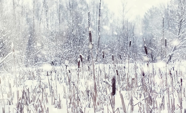 Winterwaldlandschaft. Hohe Bäume unter Schneedecke. Januar frostiger Tag im Park.