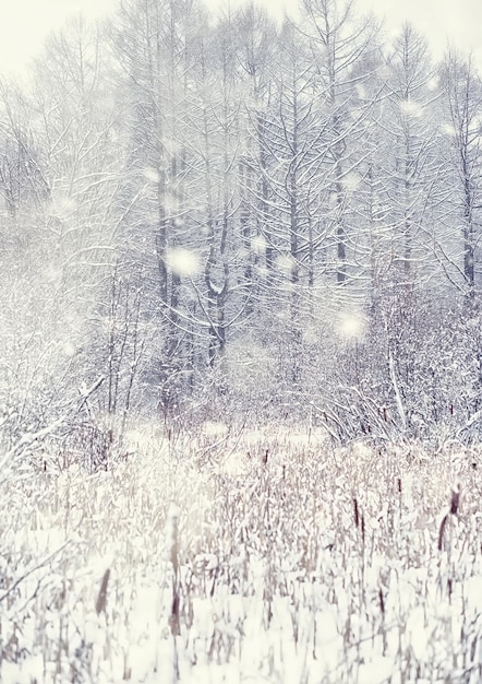 Winterwaldlandschaft. Hohe Bäume unter Schneedecke. Januar frostiger Tag im Park.