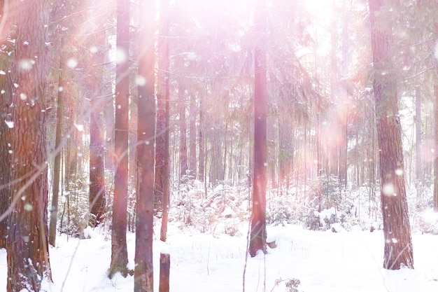 Winterwaldlandschaft. Hohe Bäume unter Schneedecke. Januar frostiger Tag im Park.