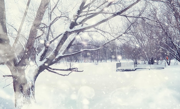 Foto winterwaldlandschaft. hohe bäume unter schneedecke. januar frostiger tag im park.