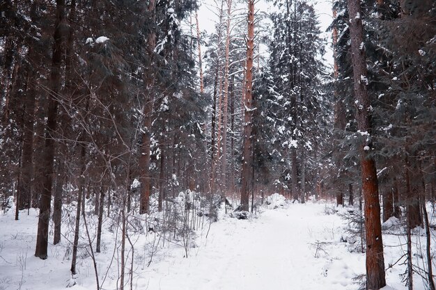 Winterwaldlandschaft Hohe Bäume unter Schneedecke Januar frostiger Tag im Park