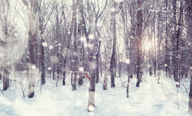 Winterwaldlandschaft Hohe Bäume unter Schneedecke Januar frostiger Tag im Park