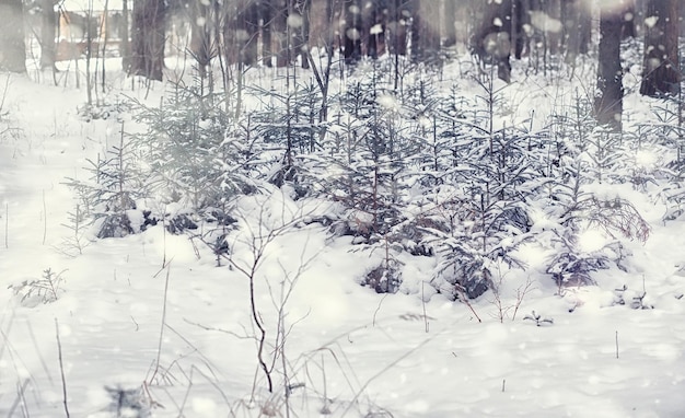 Winterwaldlandschaft Hohe Bäume unter Schneedecke Januar frostiger Tag im Park