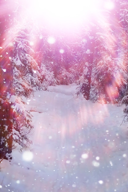 Winterwaldlandschaft. Hohe Bäume unter Schneedecke. Januar frostiger Tag im Park.