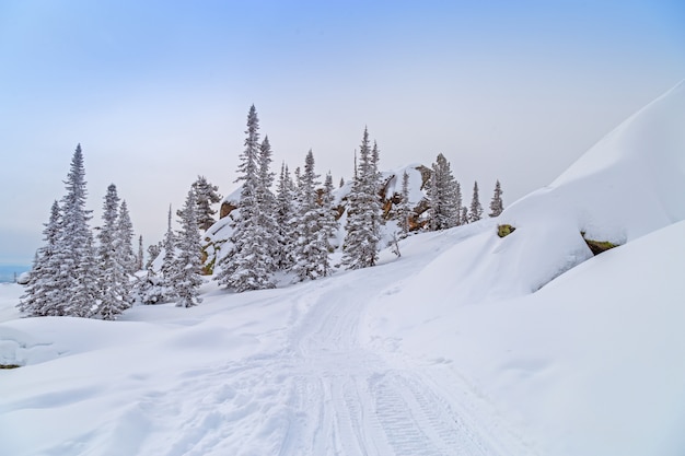 Winterwaldlandschaft mit Bäumen bedeckte Schnee in Altay Mountains.