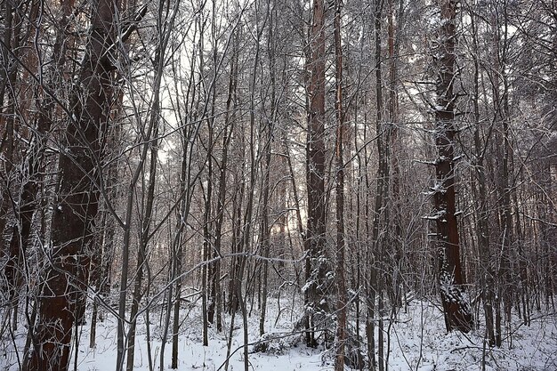 Winterwaldlandschaft mit Schnee bedeckt, Dezember Weihnachten Natur weißer Hintergrund