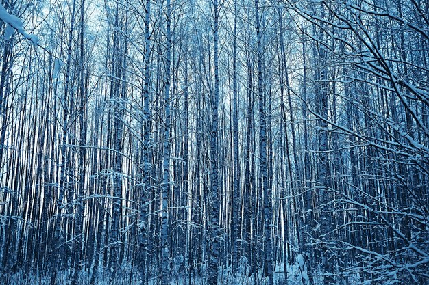 Winterwaldlandschaft mit Schnee bedeckt, Dezember Weihnachten Natur weißer Hintergrund