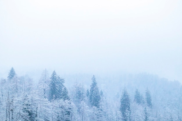 Winterwaldlandschaft mit Schnee