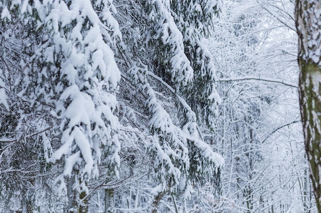 Winterwaldlandschaft mit Schnee