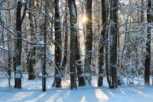 Winterwaldlandschaft Sonnenlicht Schnee