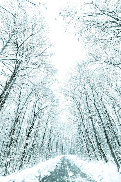 Winterwaldschneestraße. Waldstraße Winterschneeansicht.