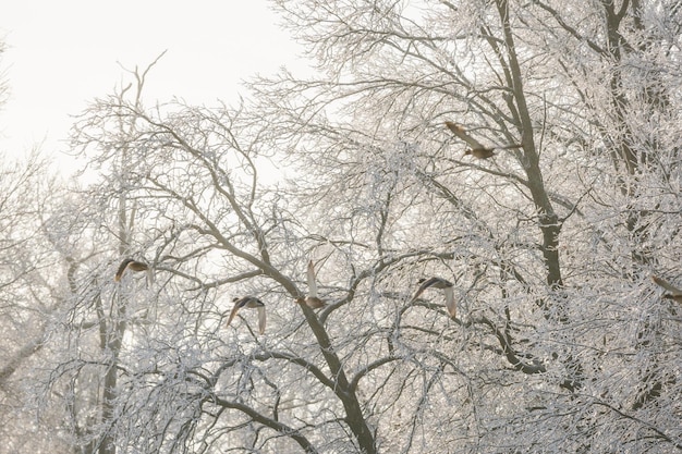 Winterwaldvögel über den Bäumen, die Enten fliegen