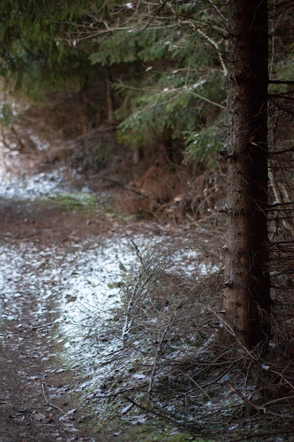 Foto winterwaldweg bei der kiefer