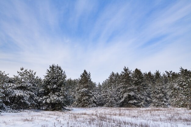 Winterwaldwunderlandhintergrund mit Tannenbäumen bedeckt durch Schnee und blauen bewölkten lebendigen Himmel während des kalten Tages