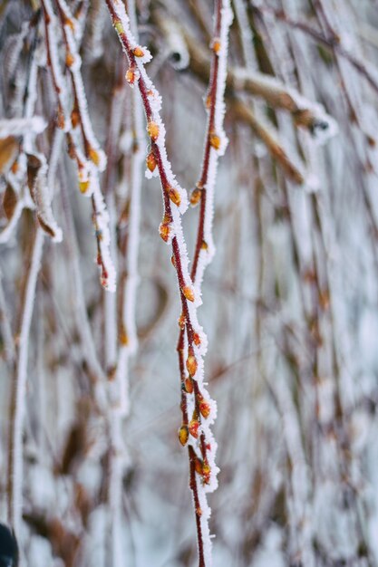 Winterweidenzweige hautnah