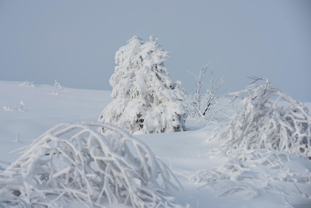 Winterweihnachtswald mit fallendem Schnee und Bäumen Landschaft mit schneebedecktem Wald mit gefrorenen Bäumen af