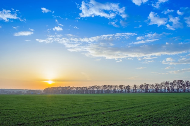 Winterweizen mit Tautropfen im Spätherbst bei Sonnenuntergang