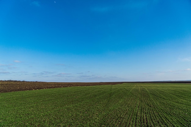 Winterweizenfeld im Frühjahr Symmetrische Linien von Trieben von Getreidekulturen