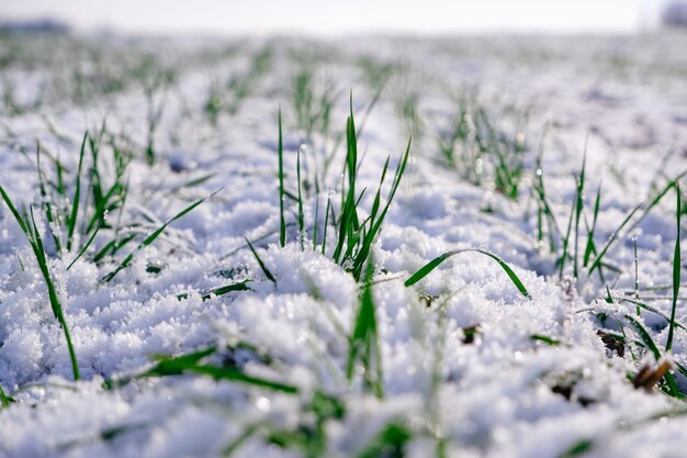 Winterweizenfeld Knospen von grünem Winterweizen auf einem mit dem ersten Schnee bedeckten Feld Weizenfeld, das in der Wintersaison mit Schnee bedeckt ist