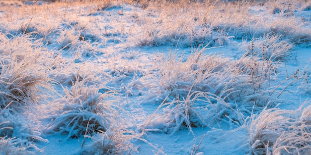 Winterwiese mit Gras stand und Schnee