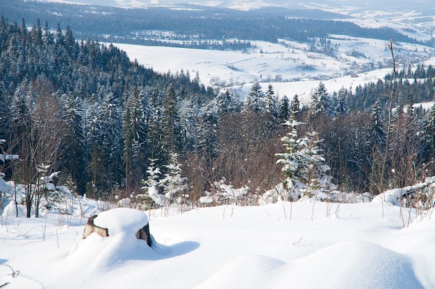 Winterwunderland-Hintergrund Frostiger sonniger Tag im Bergfichtenwald Verschneite Bäume und blauer Himmel
