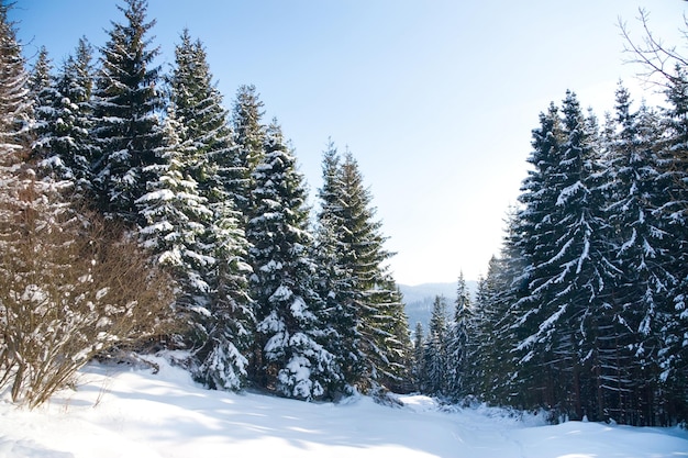 Winterwunderland-Hintergrund Frostiger sonniger Tag im Bergfichtenwald Verschneite Bäume und blauer Himmel