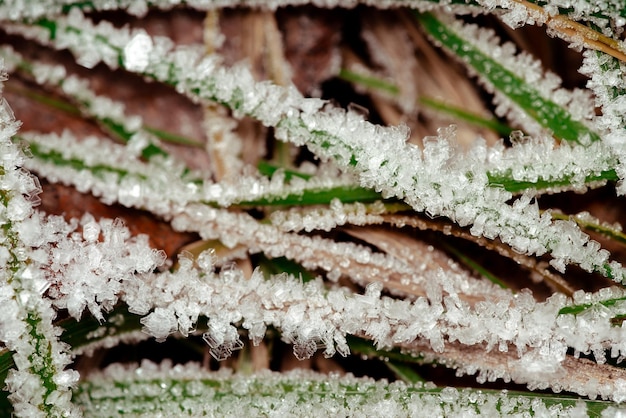 Foto winterwunderland morgenfrost auf dem gras