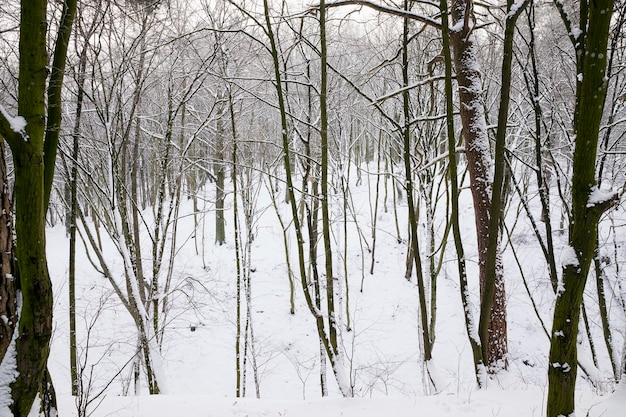 Winterzeit im Park