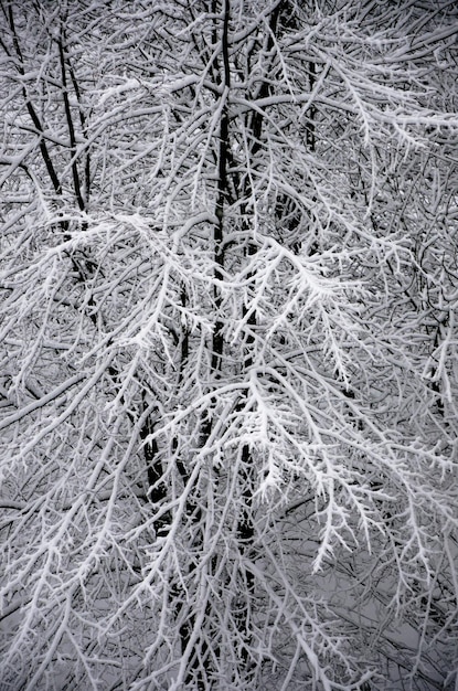 Winterzeit im Park