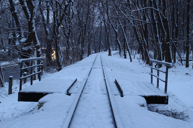 Winterzug im Wald