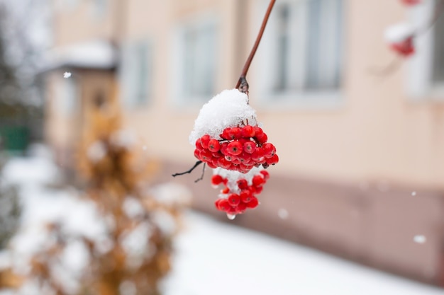 Winterzweig mit roten Ebereschenbeeren