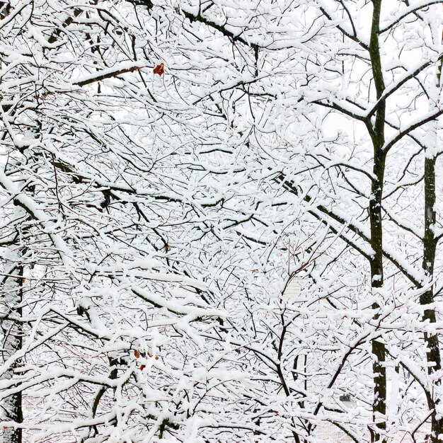 Winterzweige von Bäumen im Schnee