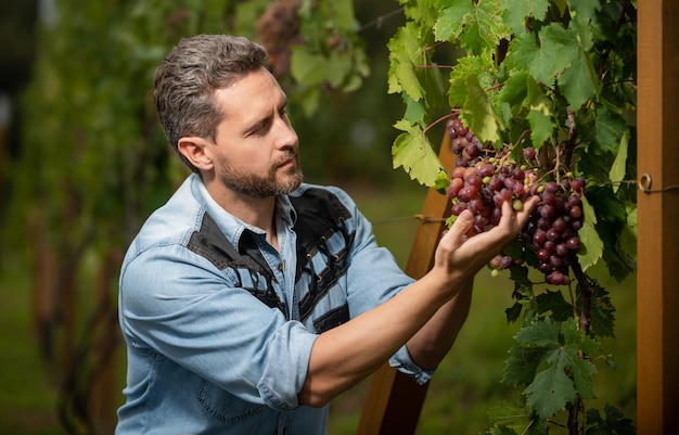 Winzer mit reifer Weinrebe, die die Bio-Ernte überprüft