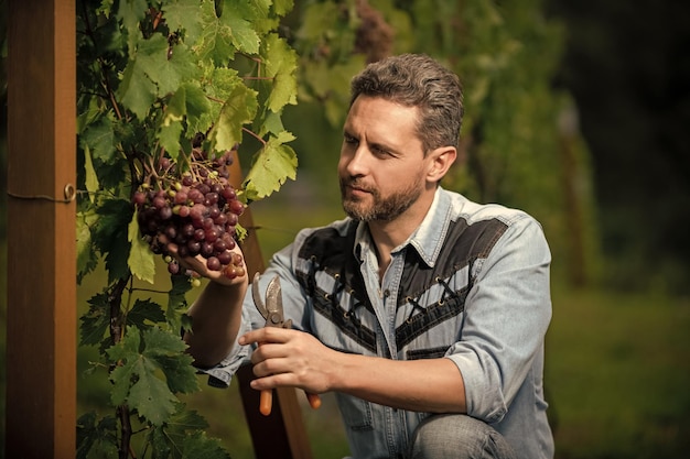 Winzer schnitt Trauben mit Gartenschere Weinbereitung