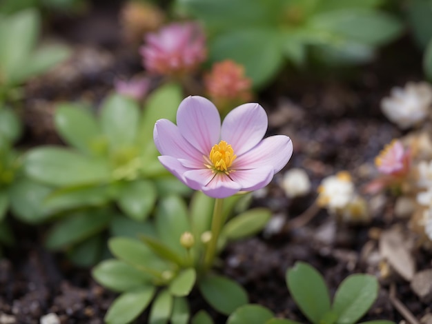 Foto winzige einzelne blume im garten