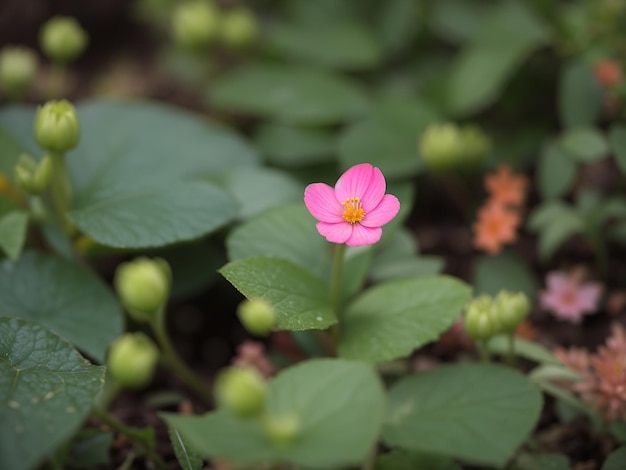 winzige einzelne Blume im Garten