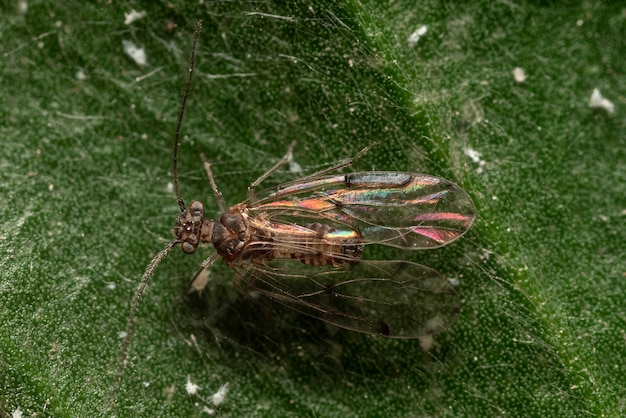 winzige Fehlermakrofotografie auf einem Blatt