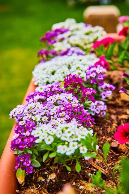 Winzige lila-weiße Alyssum-Blüten blühen in einem Blumentopf aus Ton