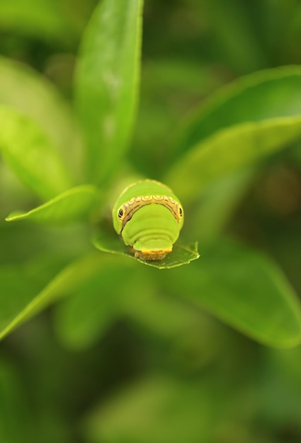 Winzige Lindenschwalbenschwanz-Raupe, die auf leuchtend grünen Lindenblättern ruht