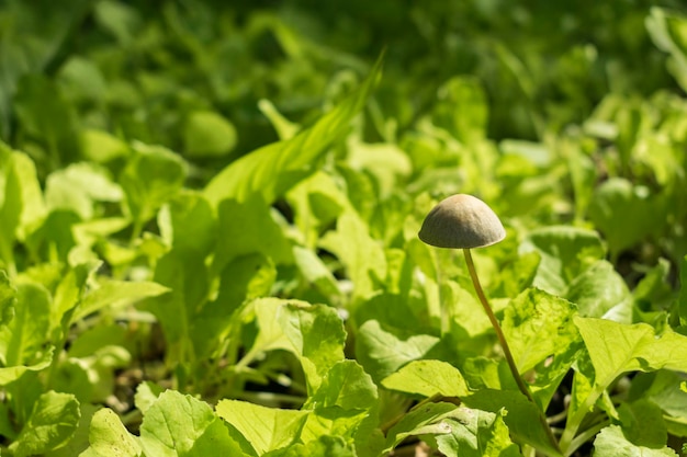 Foto winzige pilze in gemüsebeeten.