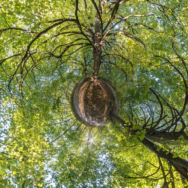 Foto winzige planetentransformation des sphärischen panoramas 360 grad sphärische abstrakte luftaufnahme im wald mit ungeschickten ästen krümmung des raums