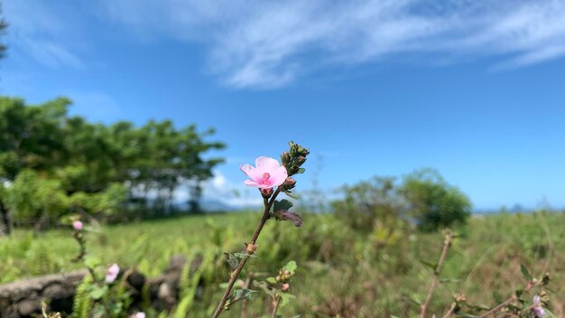 Winzige rosa Blüten auf einem verschwommenen blauen Wolkenhintergrund