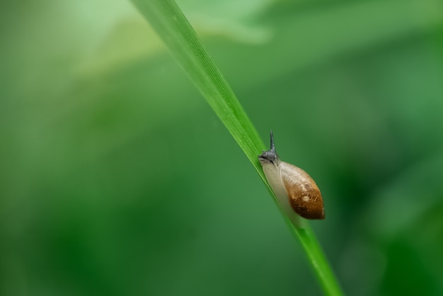 Winzige Schnecke kriecht auf einem Grashalm ganz nah