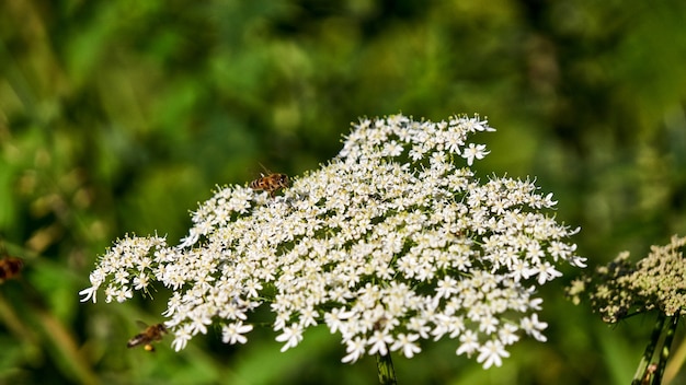 Winzige weiße Blumen und Biene in Sotschi, Russland