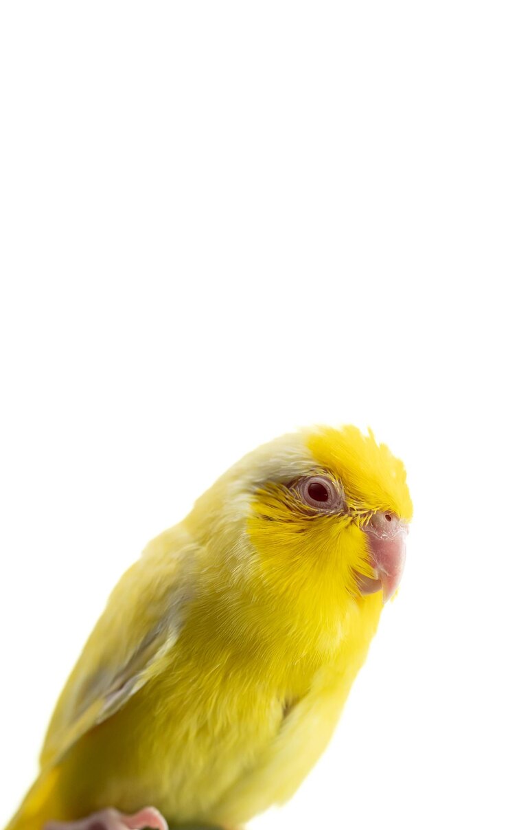Foto winziger gelber papageiensittich forpus vogel weißer isolationshintergrund